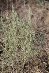 Artemisia taurica