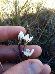 Gentianella grisebachii