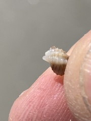 Nassarius acutus