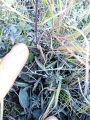Gentianella grisebachii