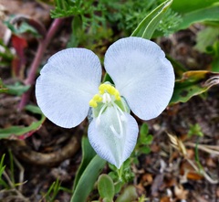 Commelina platyphylla