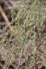 Artemisia taurica