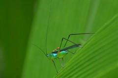 Dioncomena ornata