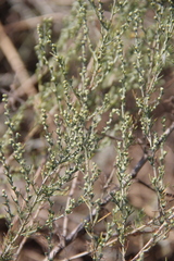 Artemisia taurica