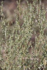 Artemisia taurica