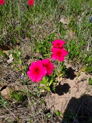 Phlox drummondii