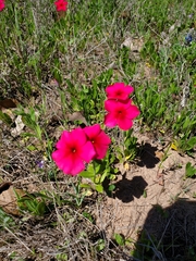Phlox drummondii