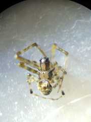 Dolichognatha longiceps