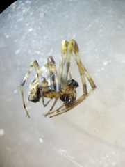 Dolichognatha longiceps