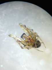 Dolichognatha longiceps