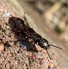 Platydracus cinnamopterus