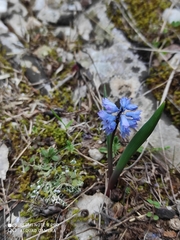 Hyacinthella dalmatica