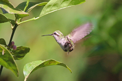 Chlorostilbon russatus