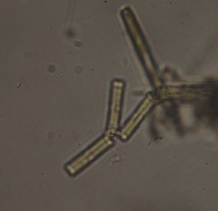 Tabularia