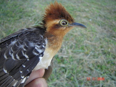 Dromococcyx pavoninus