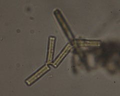 Tabularia
