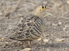 Pterocles quadricinctus