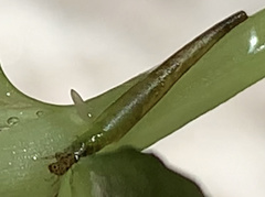 Leptocerus americanus