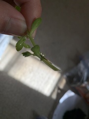 Leptocerus americanus