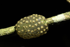 Natalobatrachus bonebergi