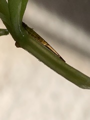 Leptocerus americanus