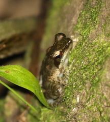 Natalobatrachus bonebergi