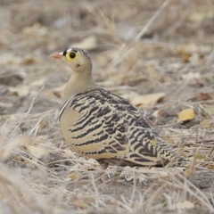Pterocles quadricinctus