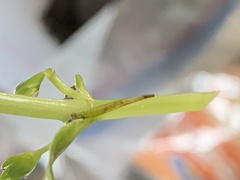 Leptocerus americanus