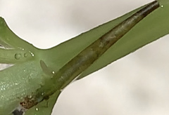 Leptocerus americanus