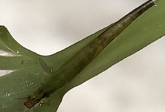 Leptocerus americanus