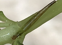 Leptocerus americanus