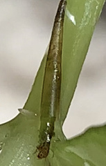 Leptocerus americanus