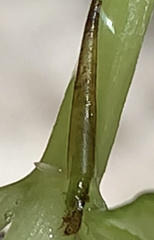 Leptocerus americanus