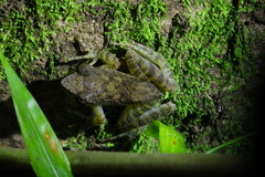 Natalobatrachus bonebergi