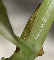 Leptocerus americanus