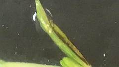 Leptocerus americanus