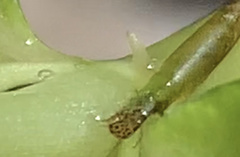 Leptocerus americanus