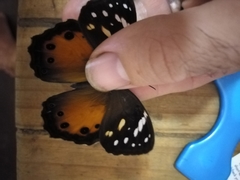 Paralethe dendrophilus