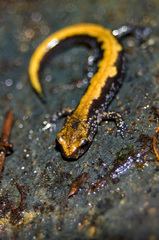 Plethodon idahoensis
