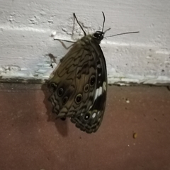 Paralethe dendrophilus