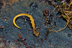 Plethodon idahoensis