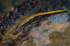 Plethodon idahoensis