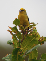 Serinus flavivertex sassii
