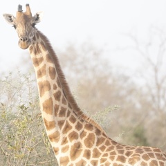 Giraffa camelopardalis antiquorum