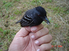 Myrmoborus lophotes