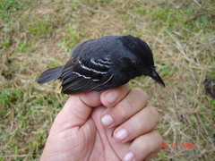 Myrmoborus lophotes