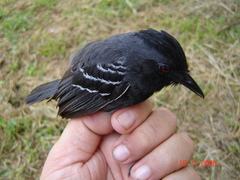 Myrmoborus lophotes