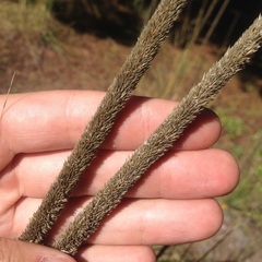 Muhlenbergia macroura