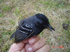 Myrmoborus lophotes