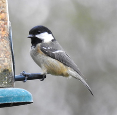Periparus ater britannicus
